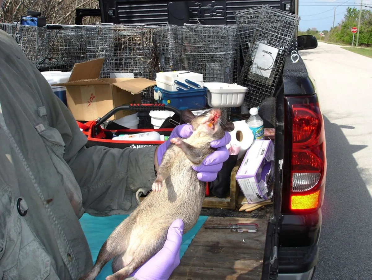 Exotic Animal Smuggling Operation Thwarted at Turkish-Greek Border