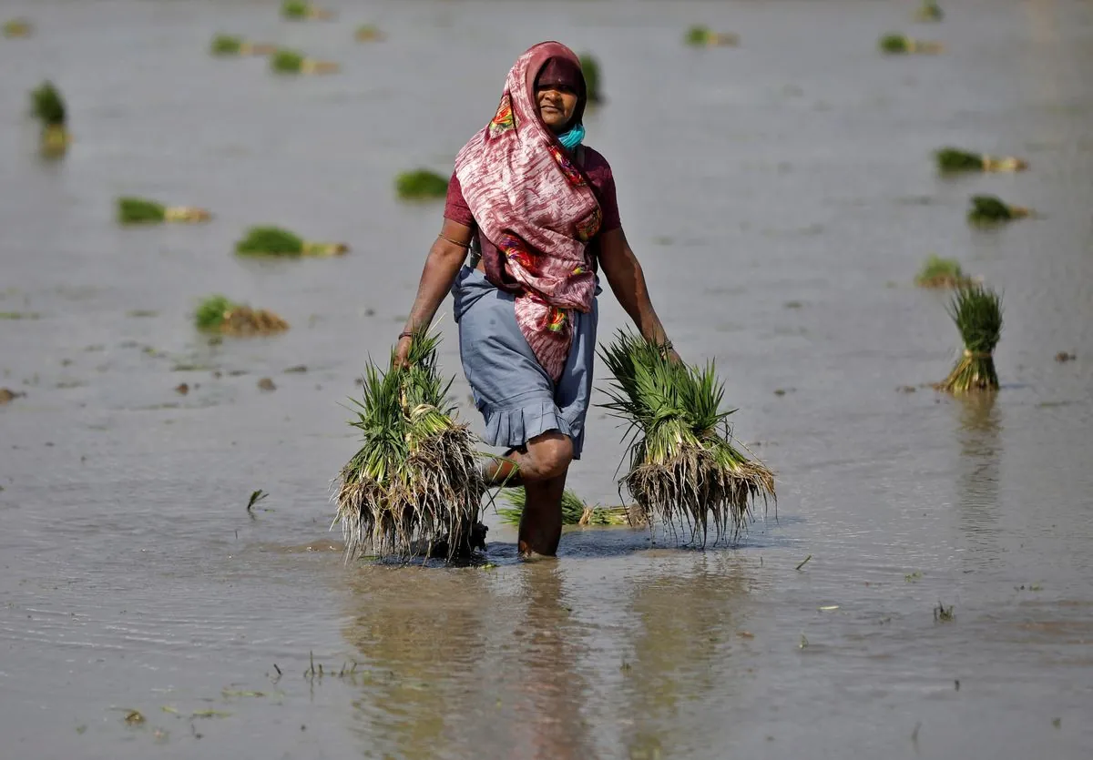 India Braces for Above-Average September Rainfall, Crop Impact Looms