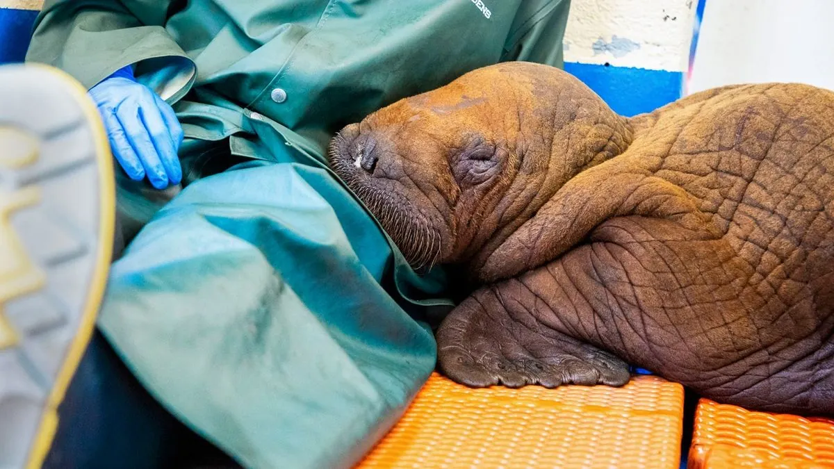 Orphaned Walrus Calf Thrives Under Expert Care in Alaska