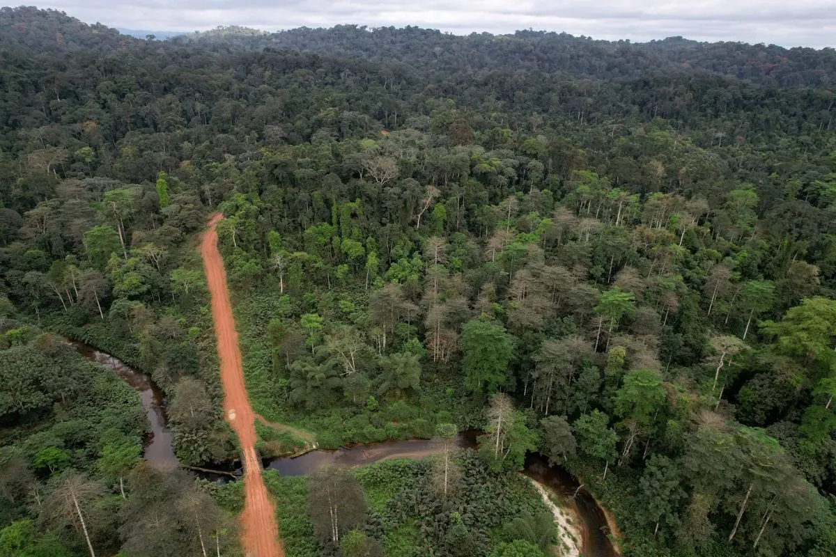 Gabon's Junta Eases Restrictions on Rare Kevazingo Tree Logging