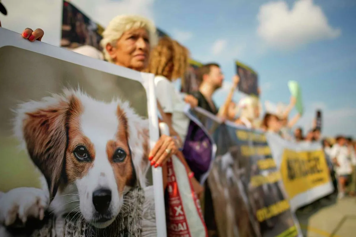 Istanbul Protest: Thousands Rally Against New Stray Dog Law