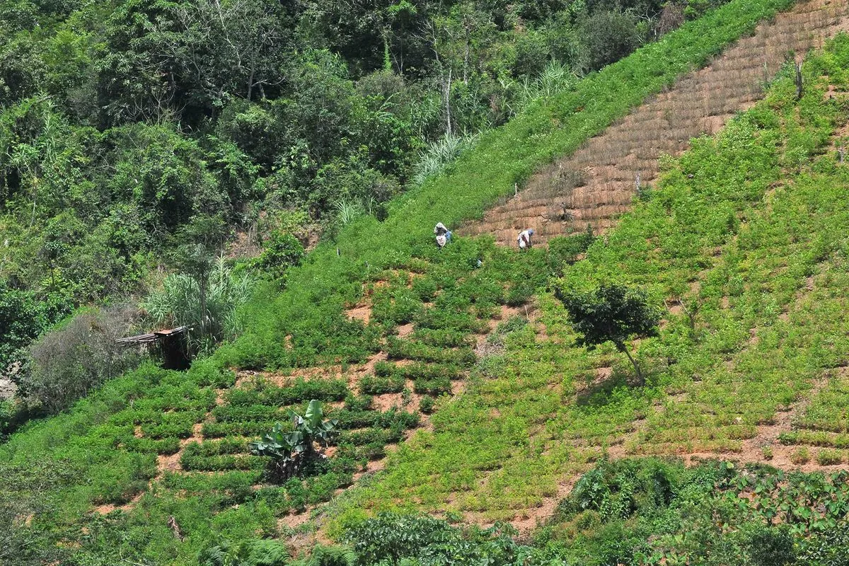 massive-cocaine-haul-seized-in-guyanas-jungle-near-venezuelan-border