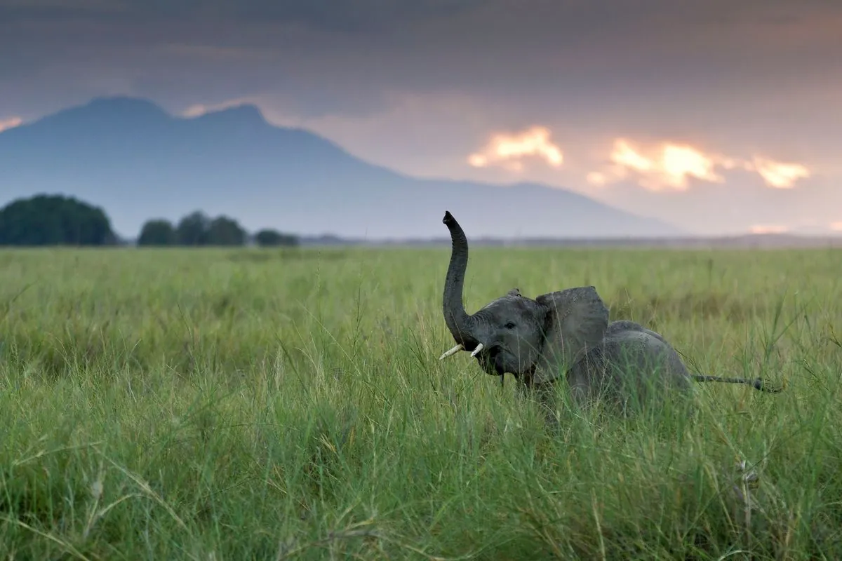 Aging Elephant Charley Finds New Home After 40 Years in Captivity