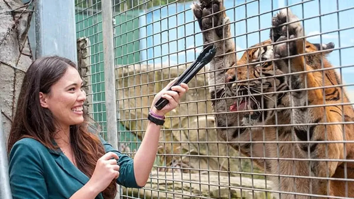 Experienced Handler Injured in Rare Tiger Attack at Australian Theme Park