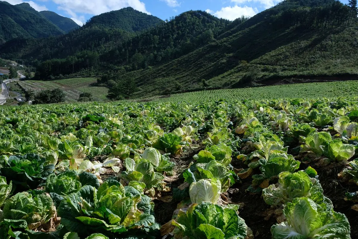 Climate Change Threatens South Korea's Iconic Kimchi Production