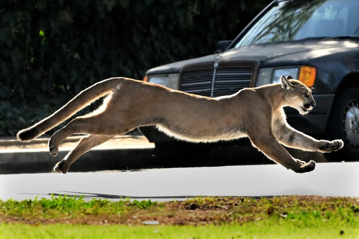 5-year-old-boy-survives-mountain-lion-attack-in-malibu-state-park