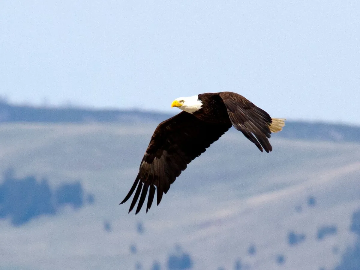 montana-man-faces-sentencing-in-massive-eagle-trafficking-case