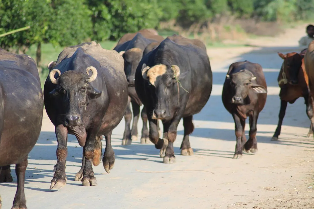 Escaped Water Buffalo Becomes Iowa's Unlikely Hero in Week-Long Saga