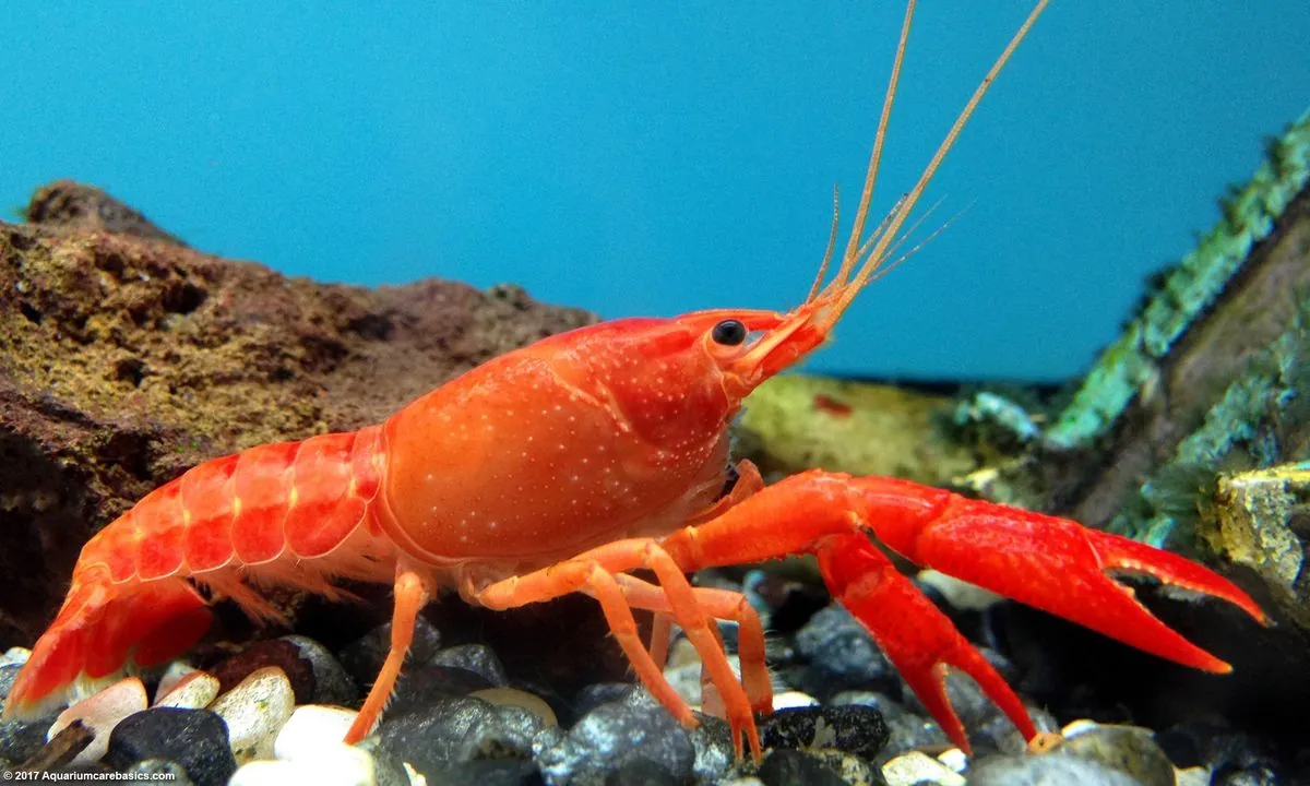 Unusual Lobster Colors Spark Scientific Inquiry and Public Fascination