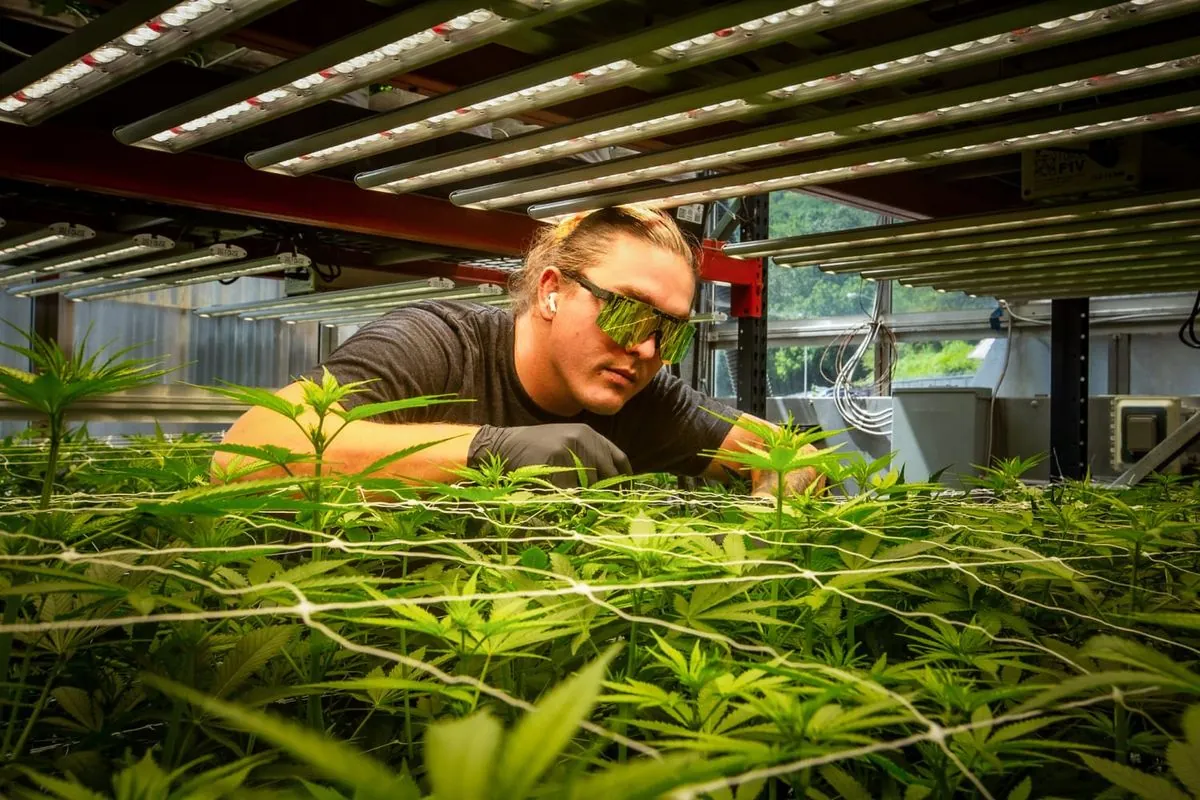 cherokee-tribe-launches-groundbreaking-cannabis-sales-in-north-carolina