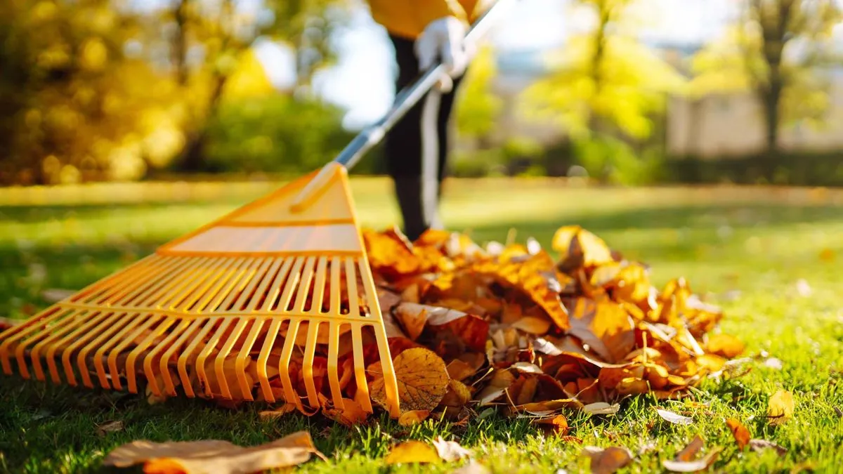 revitalize-your-cool-season-lawn-expert-tips-for-fall-renovation