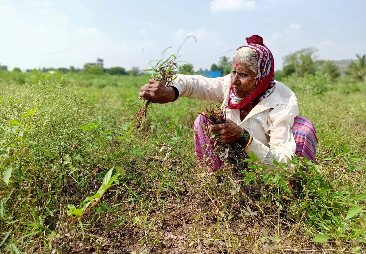 india-to-purchase-soybeans-at-support-prices-in-madhya-pradesh