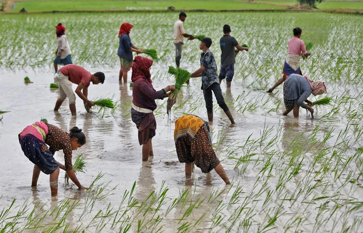 India Lifts Basmati Rice Export Price Floor to Aid Farmers