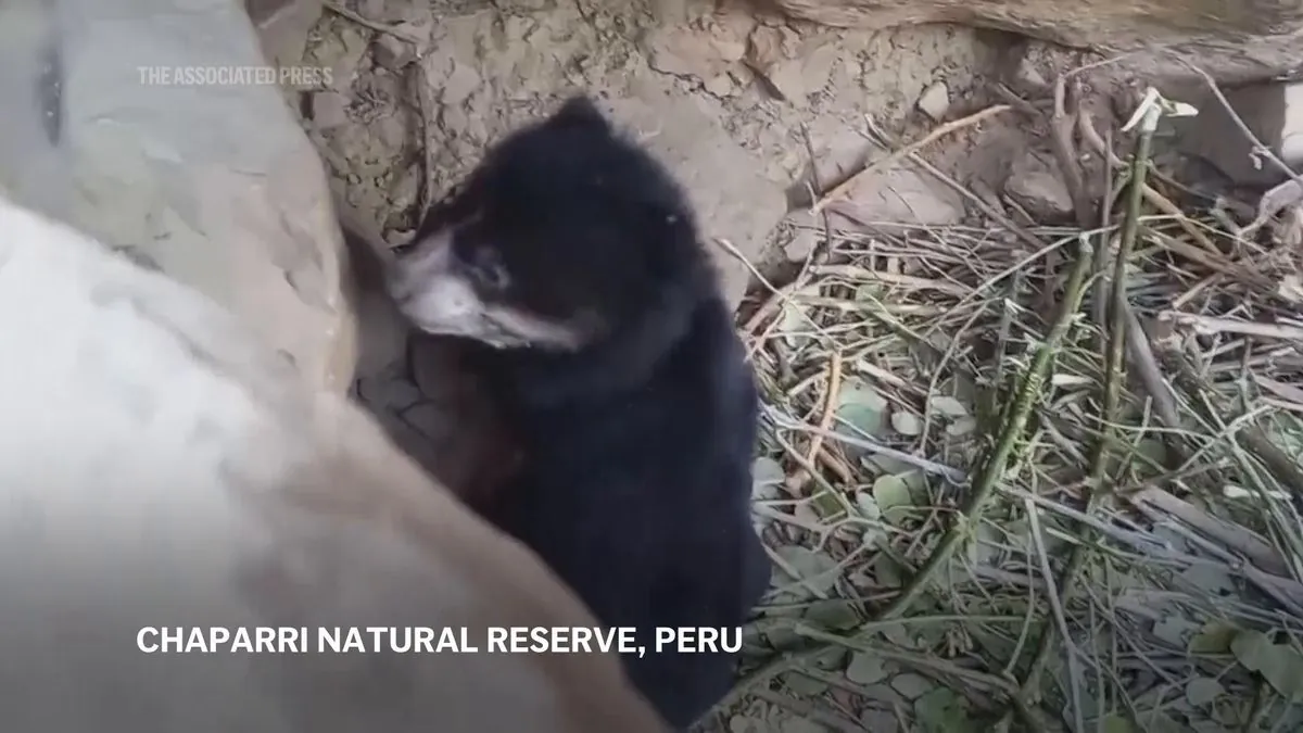 peruvian-community-celebrates-birth-of-endangered-spectacled-bear-cub