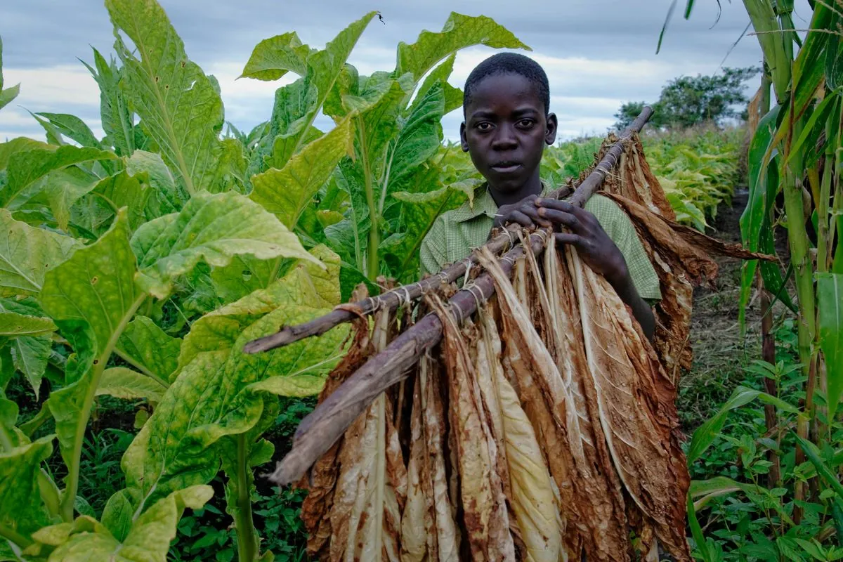 Malawi's Tobacco Sales Surge 40% in 2024 Despite El Nino Drought