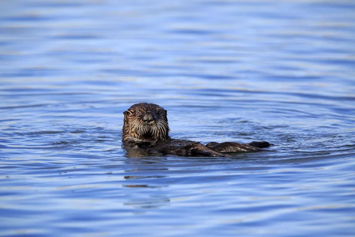 child-rescued-from-rare-river-otter-attack-at-seattle-area-marina