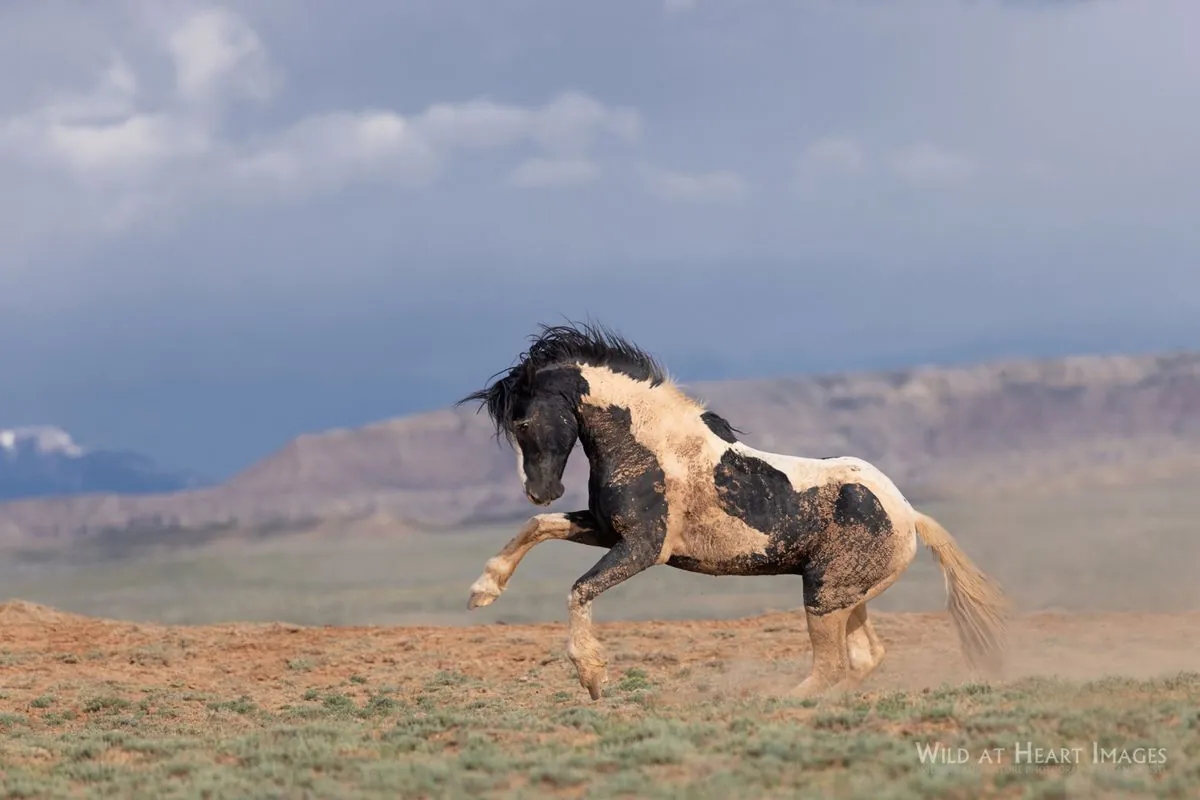 Legal Battle Intensifies Over Wyoming's Wild Horse Management