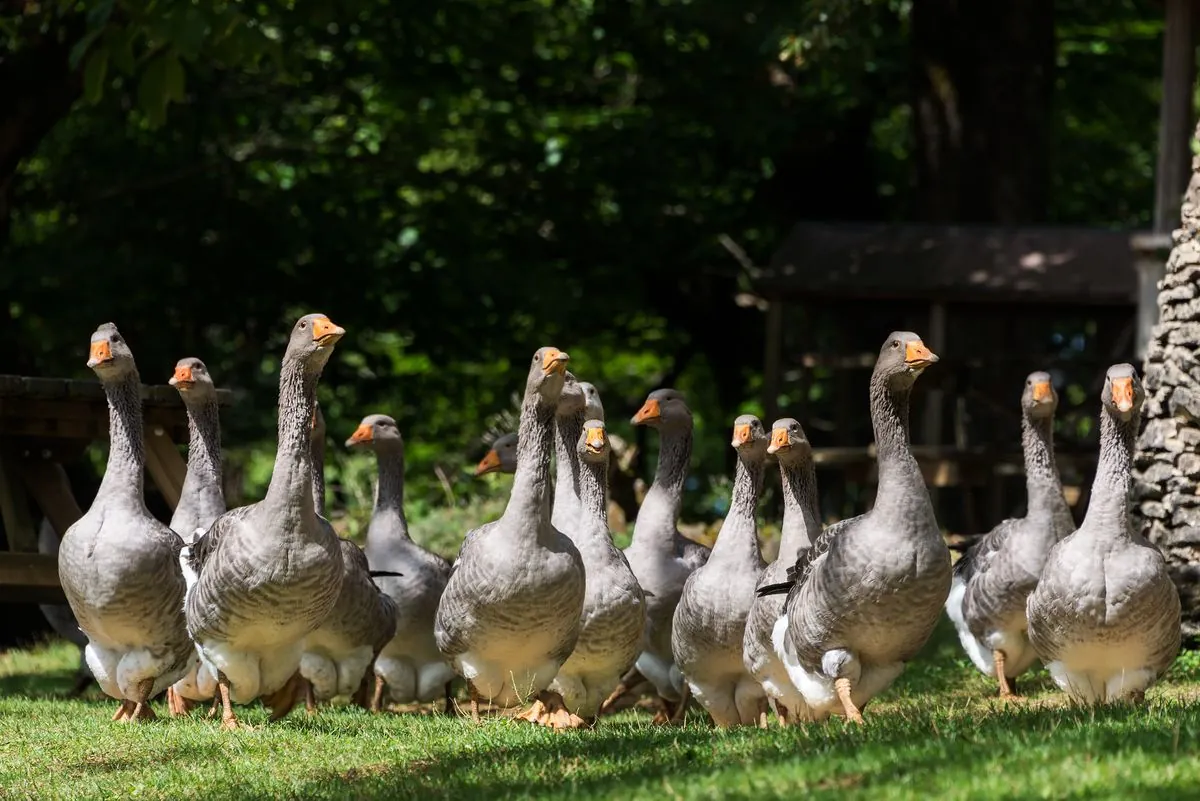 Czech Republic Reports H5N1 Bird Flu Outbreak on Poultry Farm