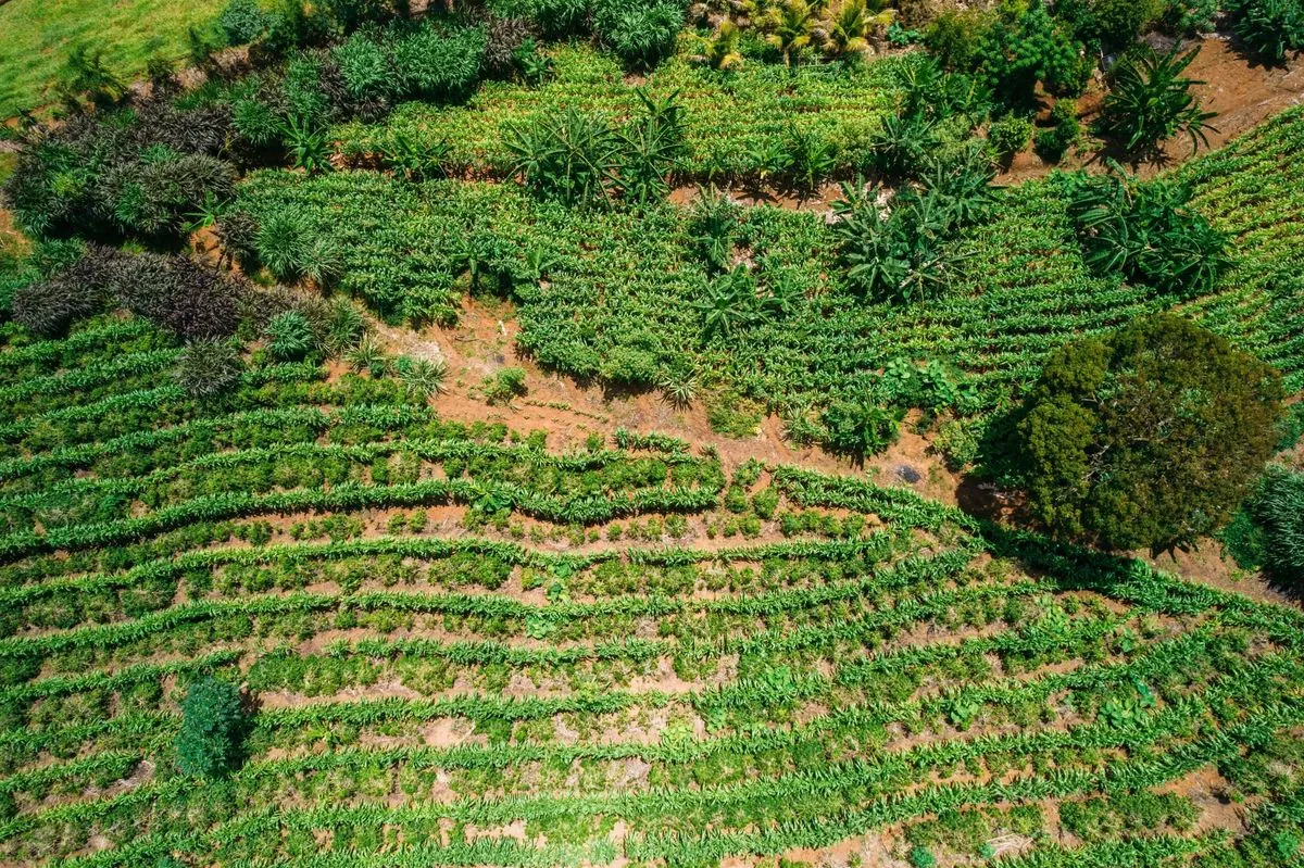 Brazilian Coffee Farmers Pioneer Climate-Resilient Methods Amid Global Challenges