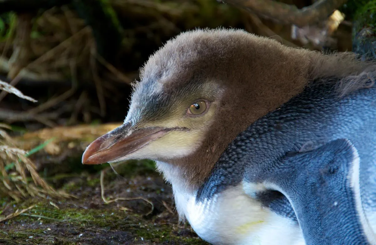 Rare Yellow-Eyed Penguin Clinches New Zealand's Bird of the Year 2024