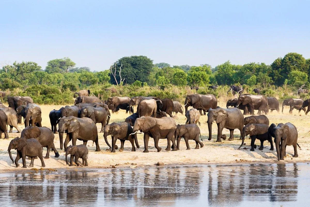 Zimbabwe to Cull Elephants Amid Severe Drought Crisis