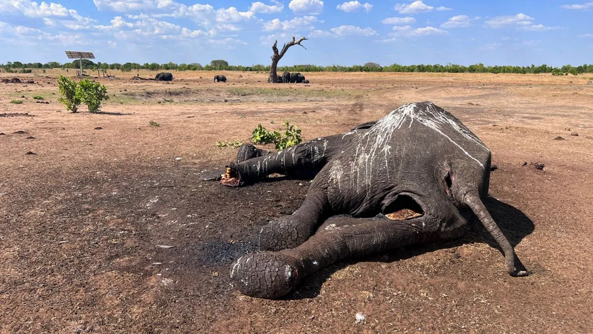 Zimbabwe and Namibia Plan Wildlife Cull Amid Severe Drought