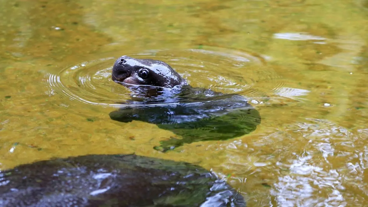 Baby Hippo's Viral Fame Reveals Science Behind Cuteness Attraction