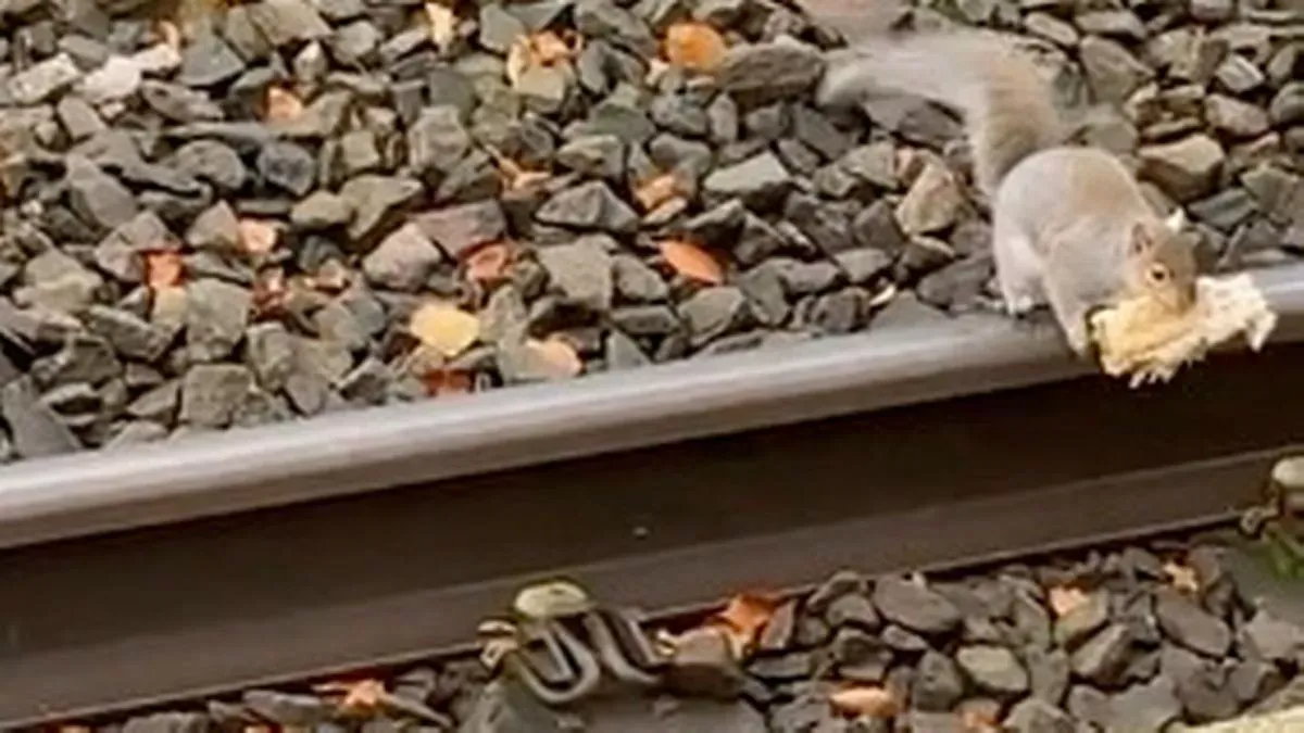 Squirrels Cause Train Chaos: Furry Stowaways Disrupt UK Railway Service