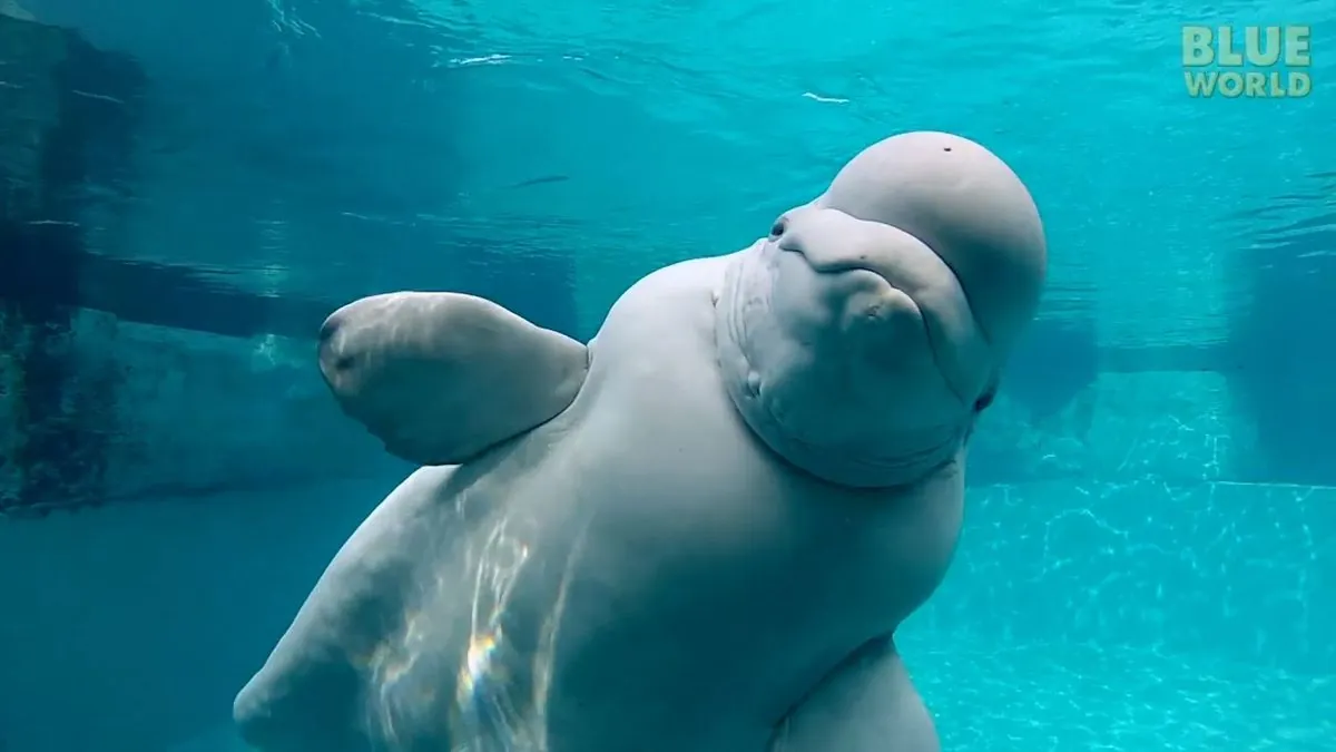 mystic-aquarium-fined-dollar12200-in-beluga-whale-care-investigation