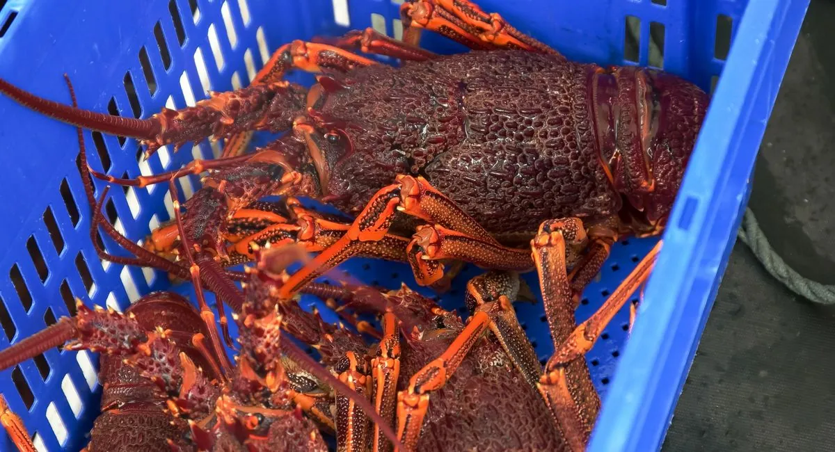 Australia Hopeful for China's Removal of Rock Lobster Import Barriers