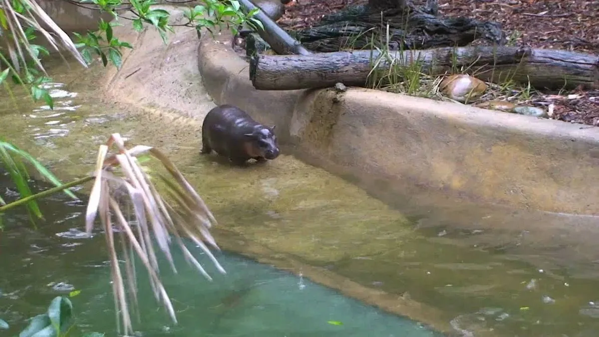 thai-zoos-baby-pygmy-hippo-becomes-unexpected-internet-sensation