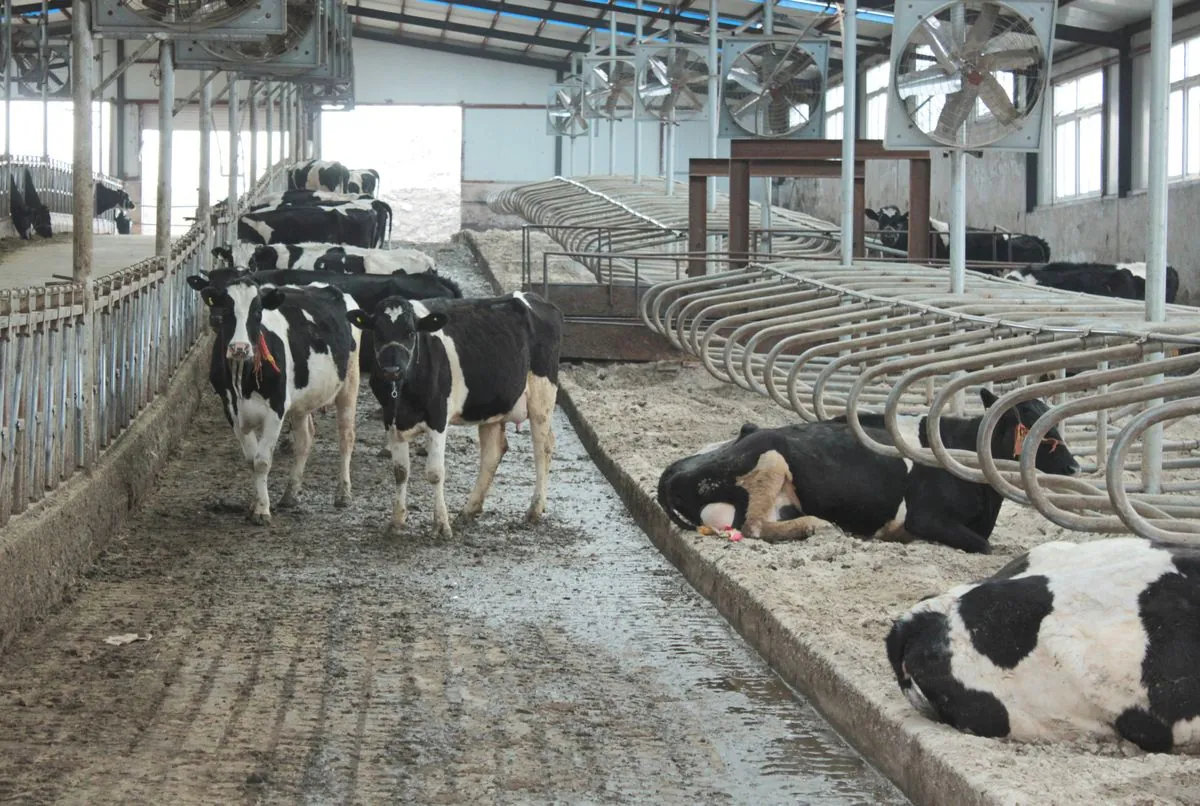 chinas-dairy-dilemma-oversupply-crisis-amidst-falling-demand