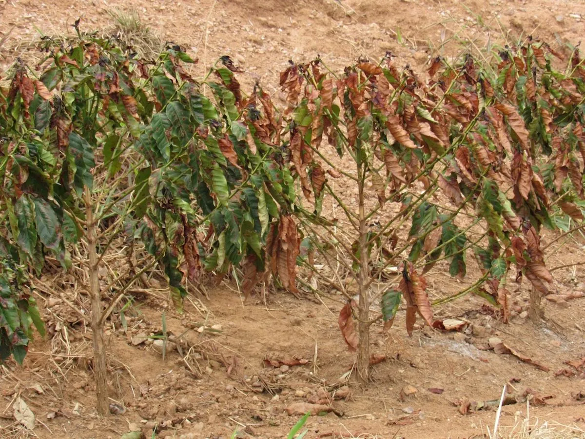 Brazil's Coffee Sector Faces Drought and Fire Challenges