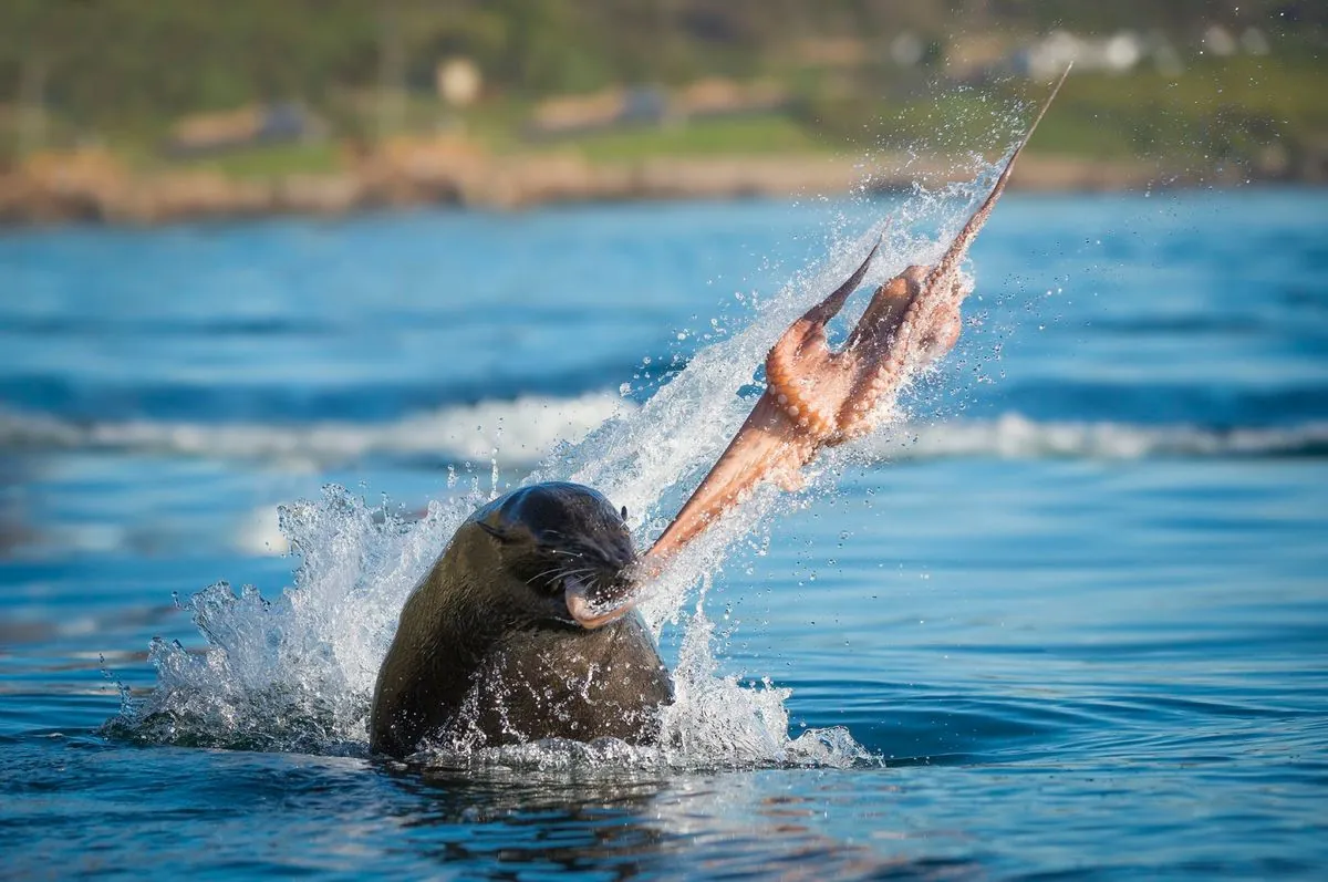 unprecedented-rabies-outbreak-among-seals-discovered-in-south-africa