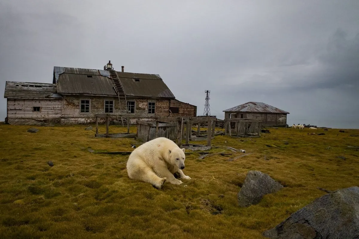 rare-polar-bear-shot-in-remote-icelandic-village-sparks-debate