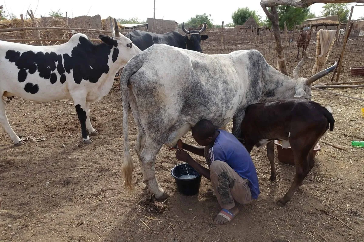 Mali Closes Livestock Markets After Deadly Al-Qaida Attack in Bamako