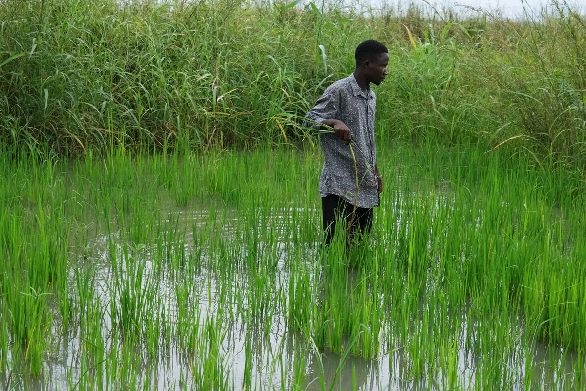 Rising Waters Threaten Nigeria's Food Basket: Benue Farmers on Alert