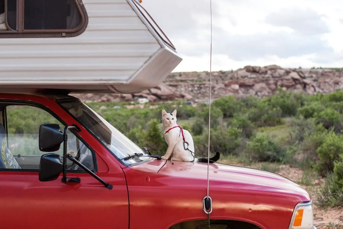 Lost Cat's 900-Mile Mystery Journey from Yellowstone to California