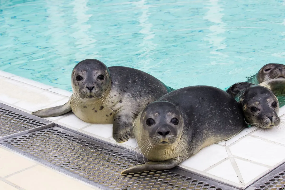 sheba-the-gray-seal-marks-half-century-milestone-at-cornish-sanctuary