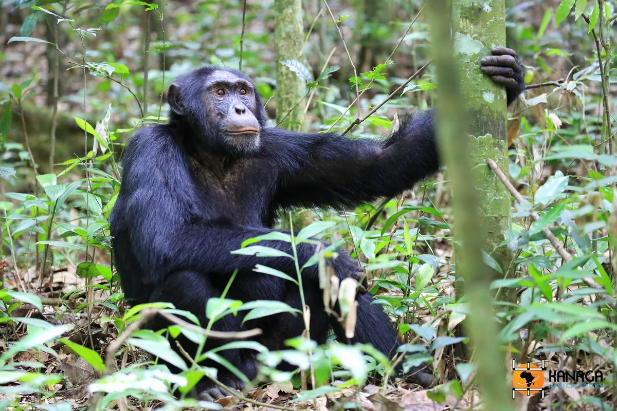 Chimpanzee Attack Sparks Outrage in Guinea, Highlighting Conservation Challenges