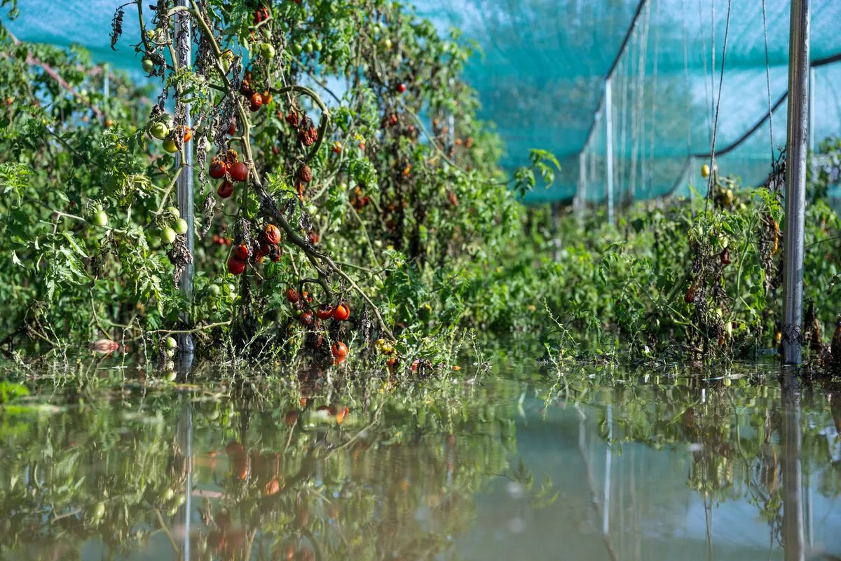 hungarian-farmer-faces-crop-loss-as-danube-floods-organic-plot