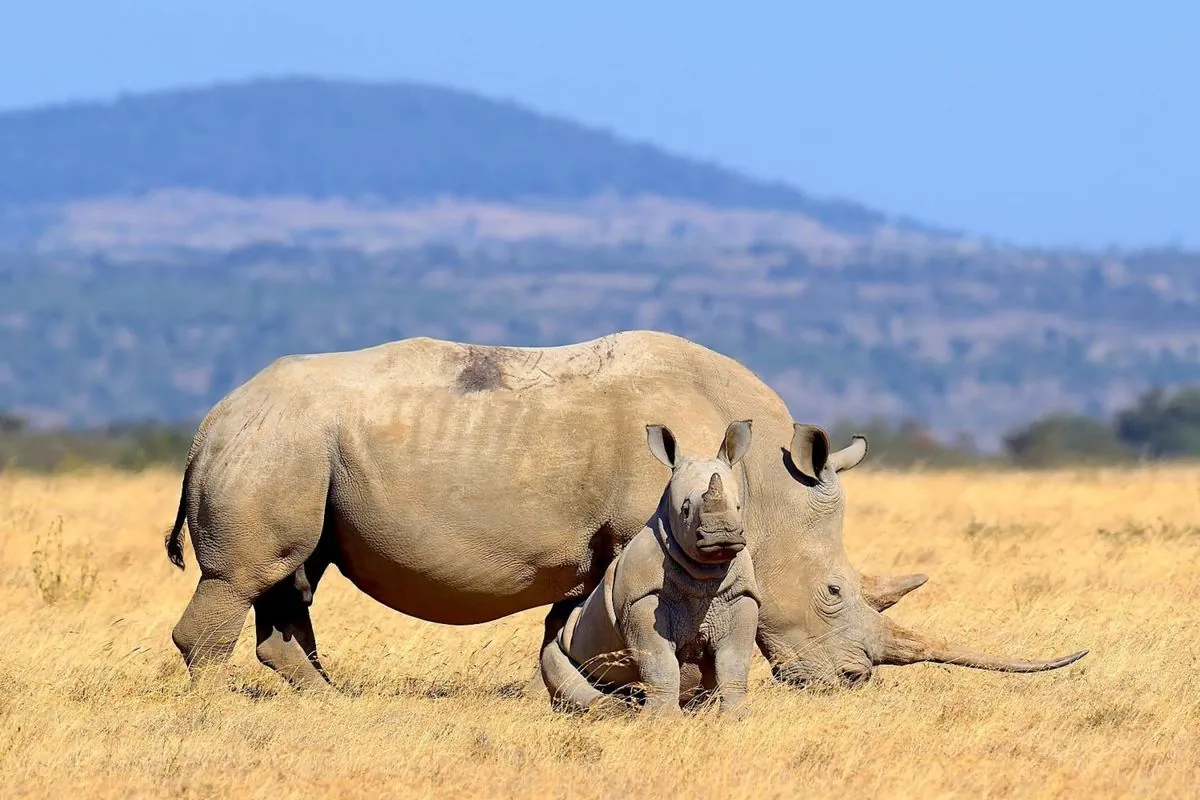 Global Rhino Population Rises Slightly, But Poaching Threat Persists