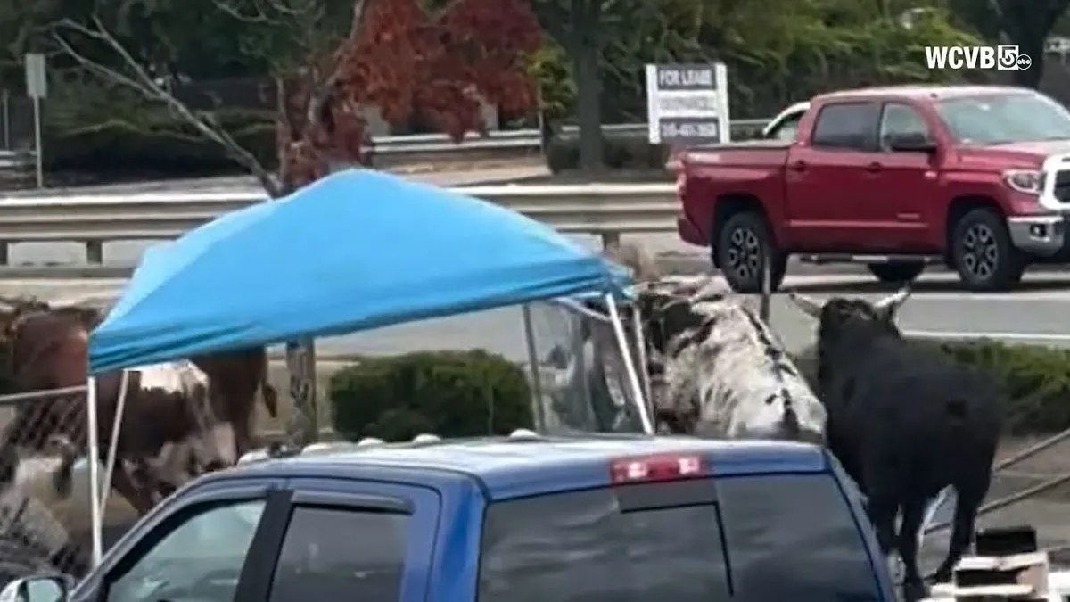 Bulls on the Loose: Rodeo Escape Causes Chaos in North Attleboro