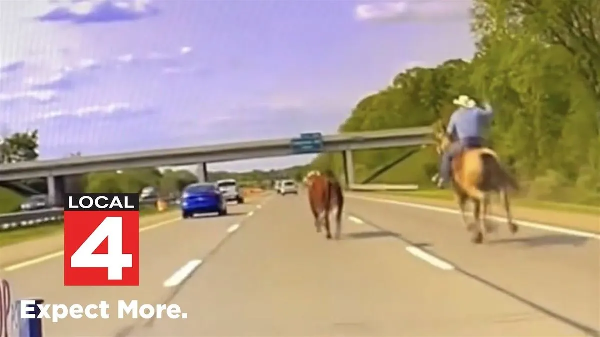 Escaped Bull from Massachusetts Rodeo Captured After Highway Chase