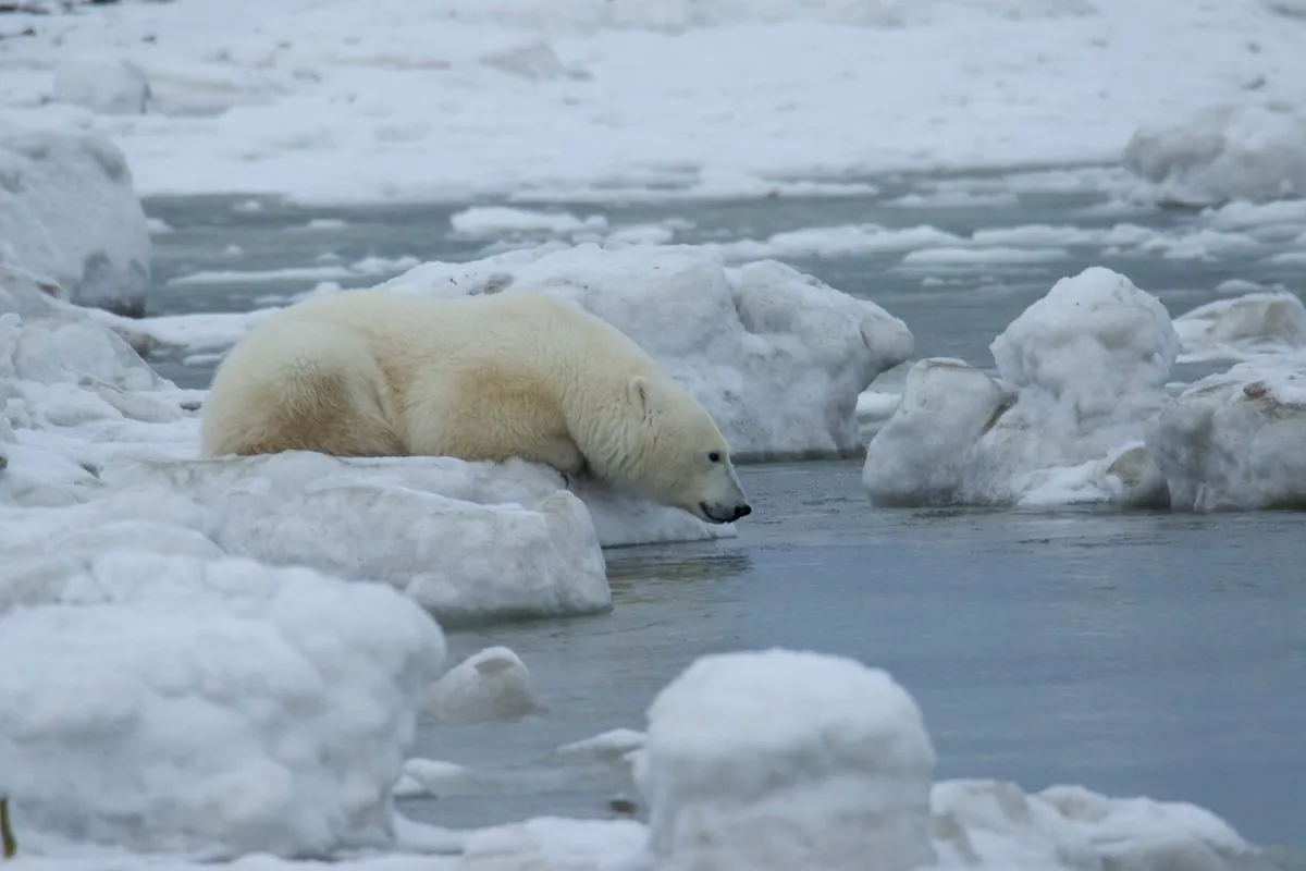 Arctic Ecosystem in Peril: Polar Bears Face Uncertain Future