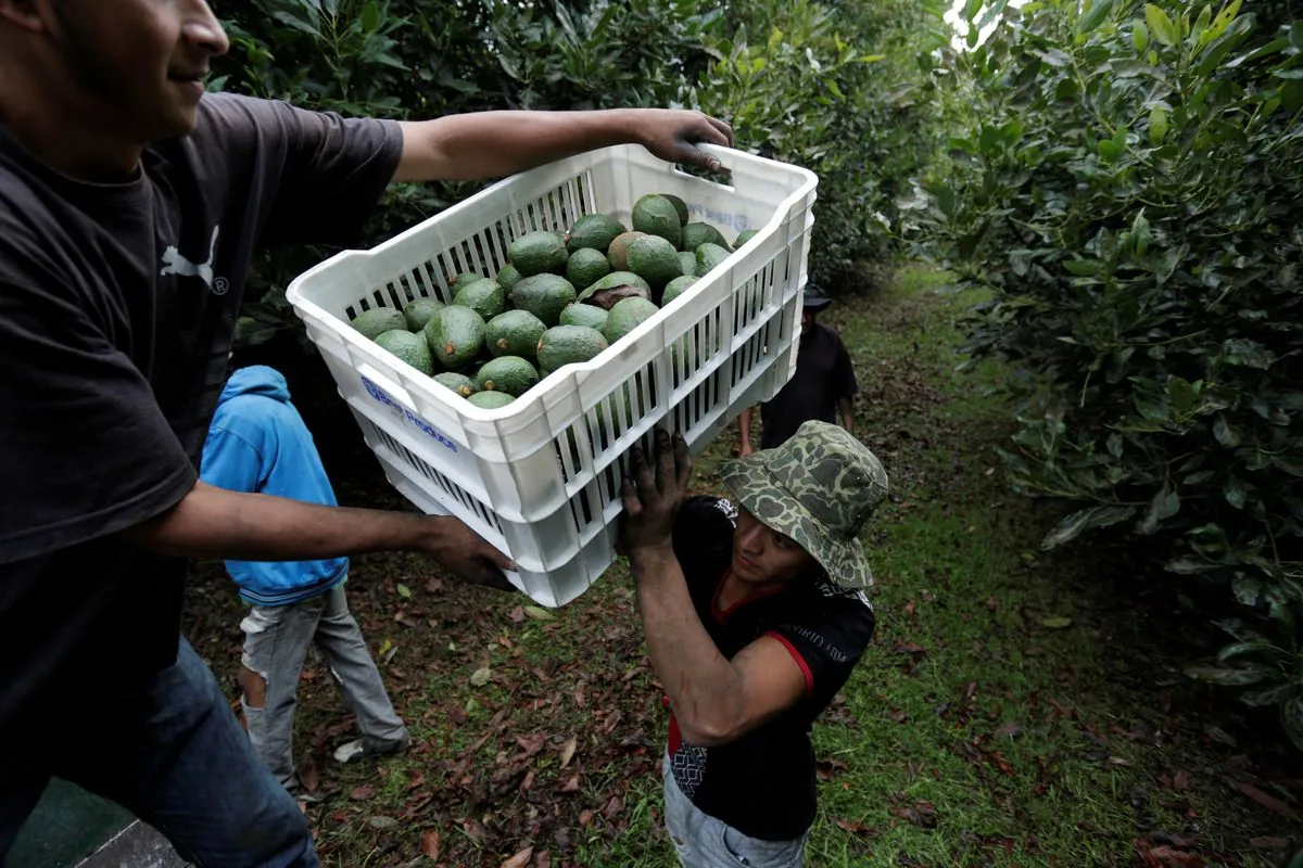 U.S. Shifts Mexican Avocado Inspections, Sparking California Growers' Concerns