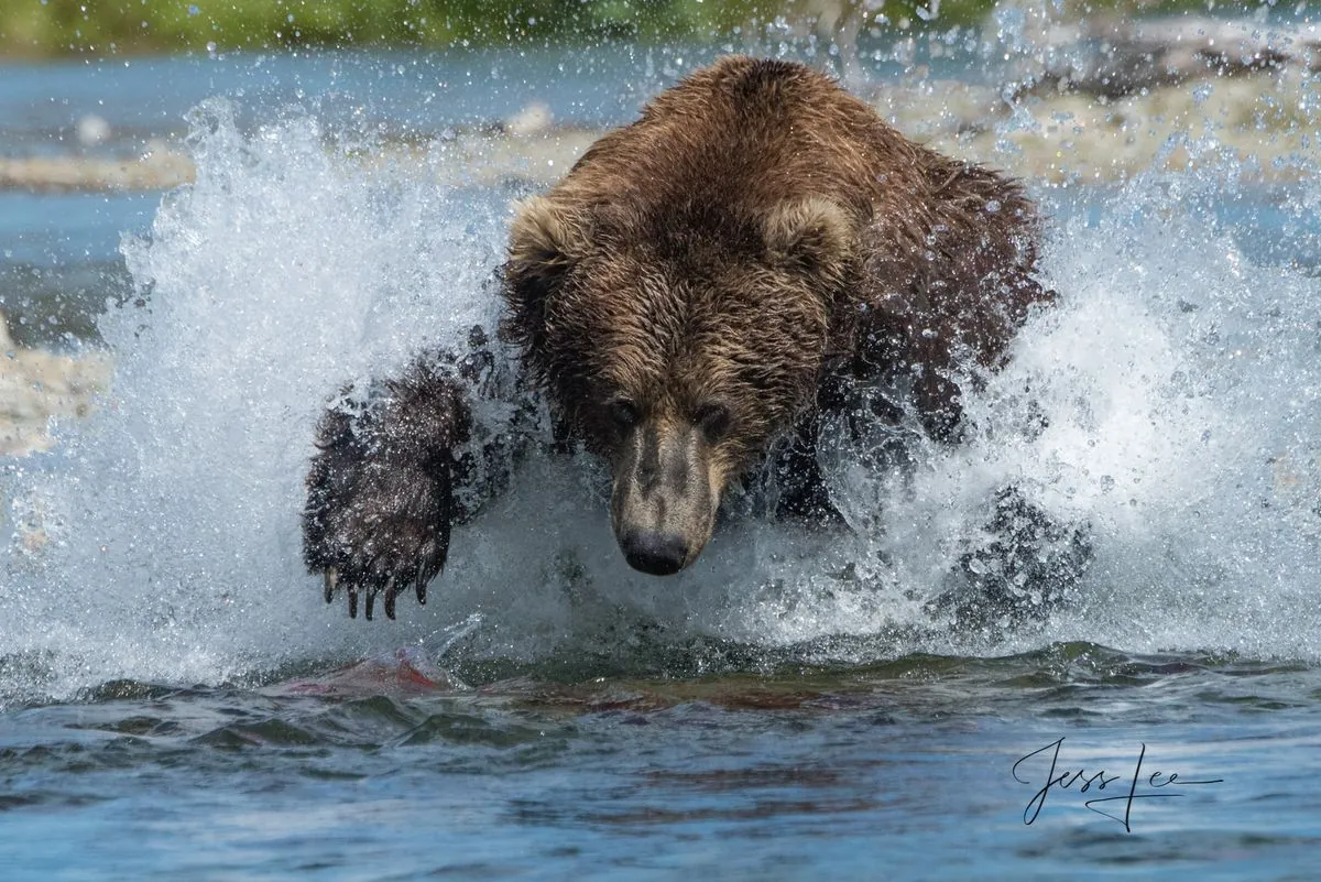 Katmai's Fat Bear Week: Celebrating Nature's Heavyweight Champions