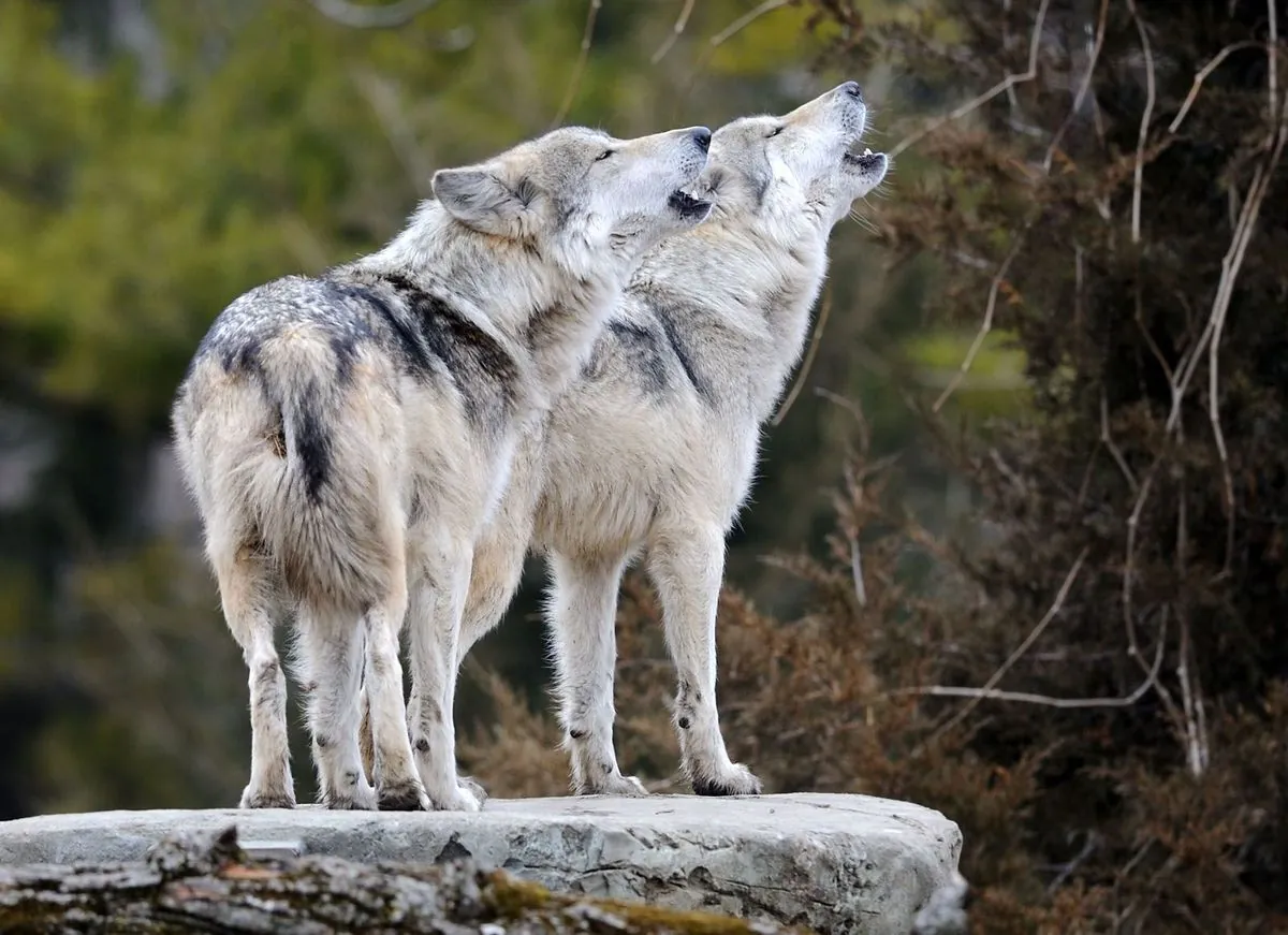 eu-considers-easing-wolf-protection-amid-growing-population-concerns