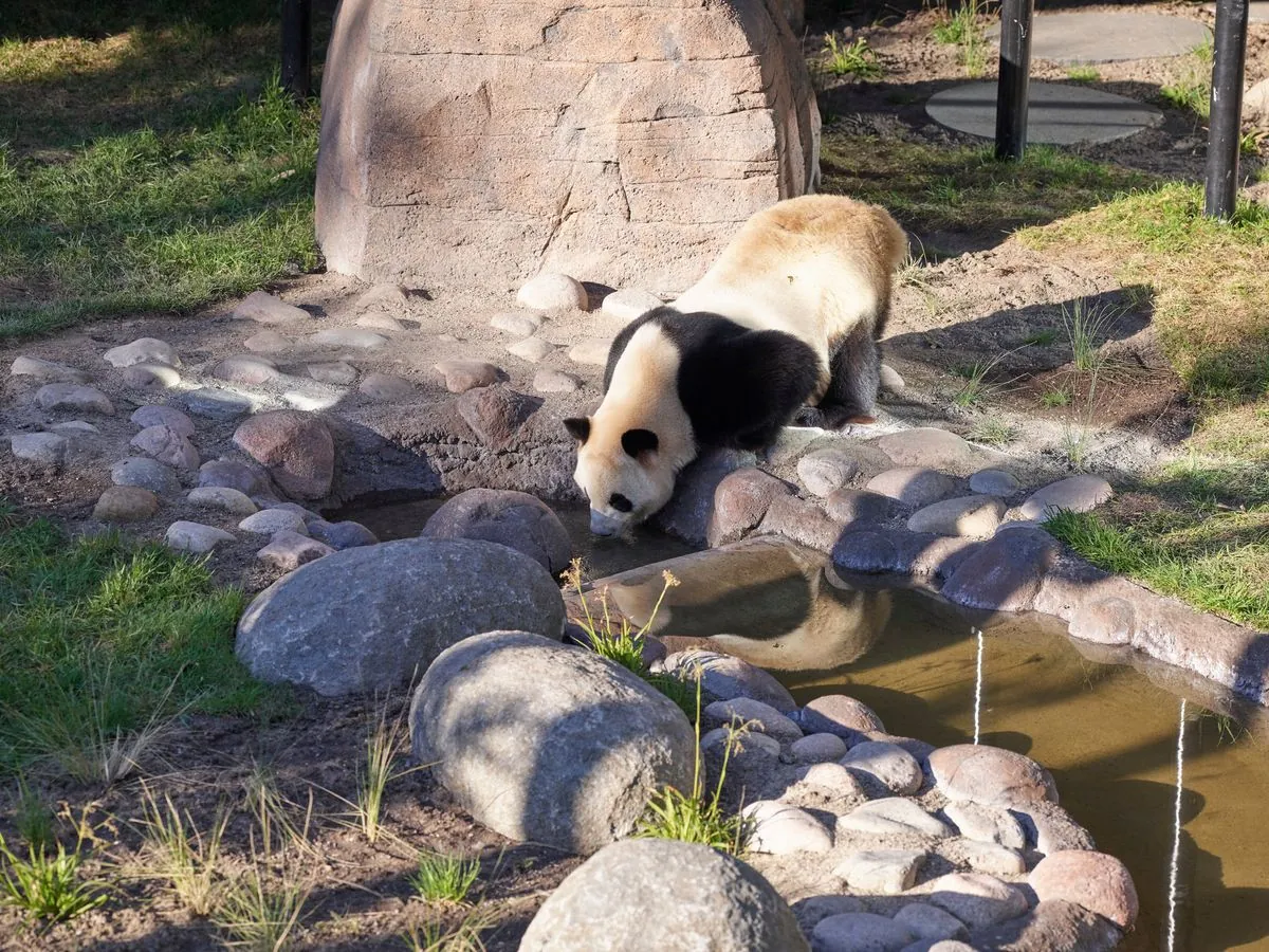 Finnish Zoo Returns Giant Pandas to China Early Due to Financial Strain