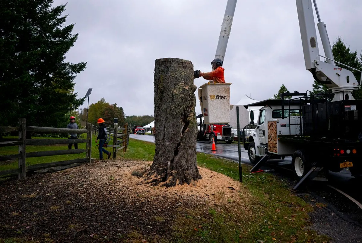 iconic-woodstock-message-tree-felled-after-55-years